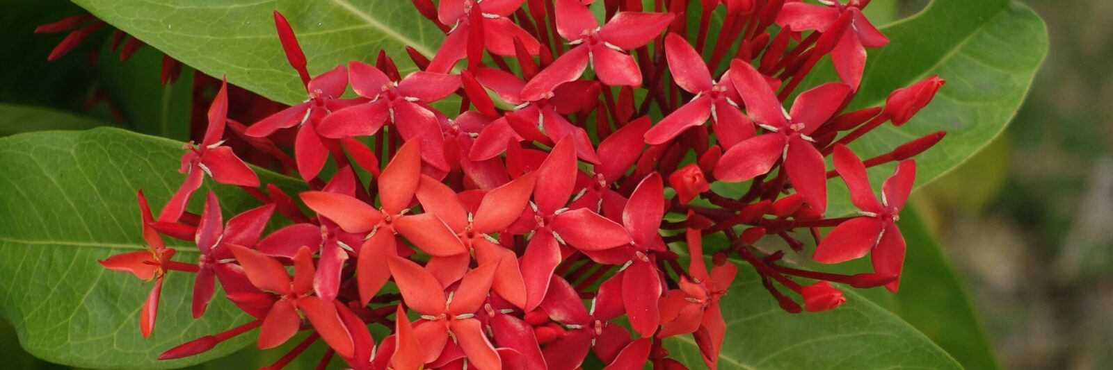 fleur rouge